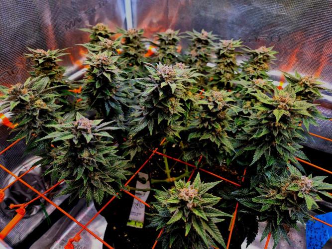 F026 - The Tropical Ice Cream One (USA). Week 15