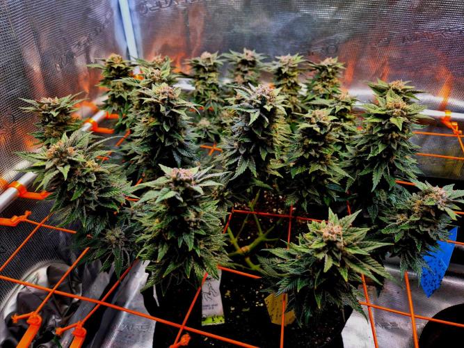 F026 - The Tropical Ice Cream One (USA). Week 15