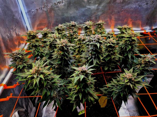 F026 - The Tropical Ice Cream One (USA). Week 15