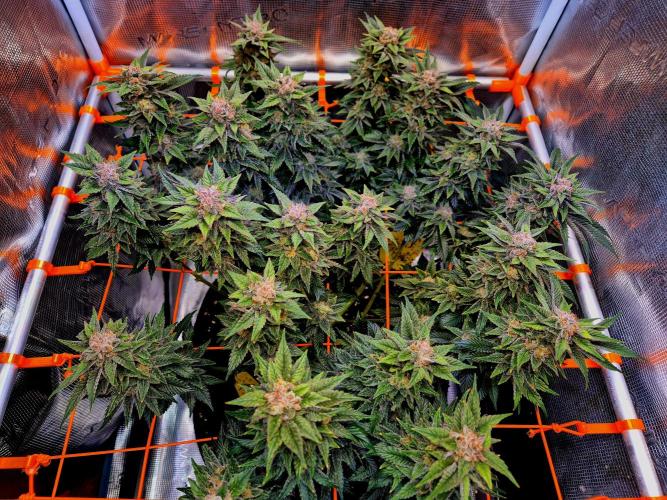 F026 - The Tropical Ice Cream One (USA). Week 15