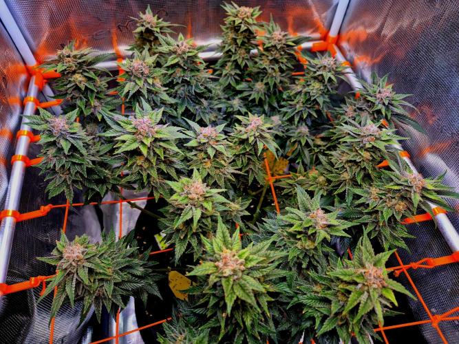 F026 - The Tropical Ice Cream One (USA). Week 15