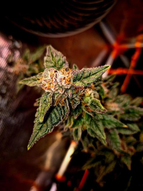 Rainbow Hitter. Week 15