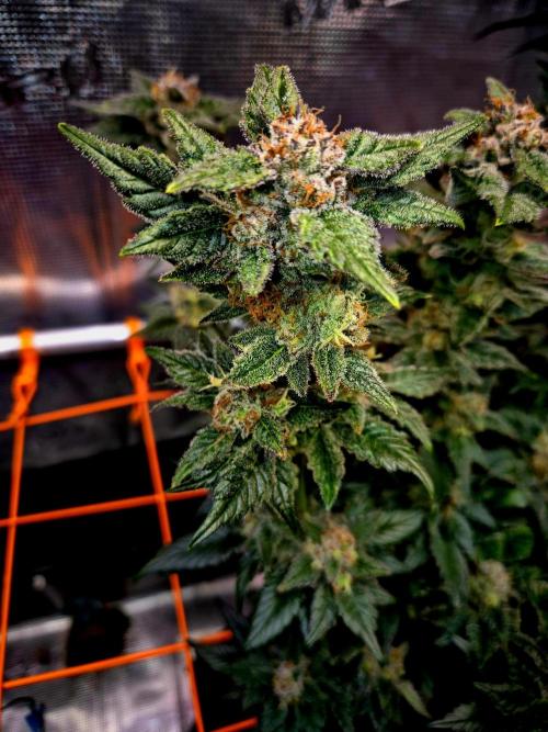 Rainbow Hitter. Week 15