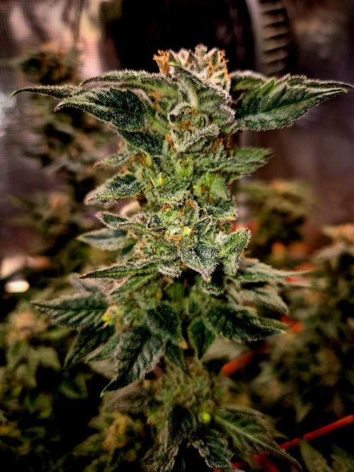 Rainbow Hitter. Week 15