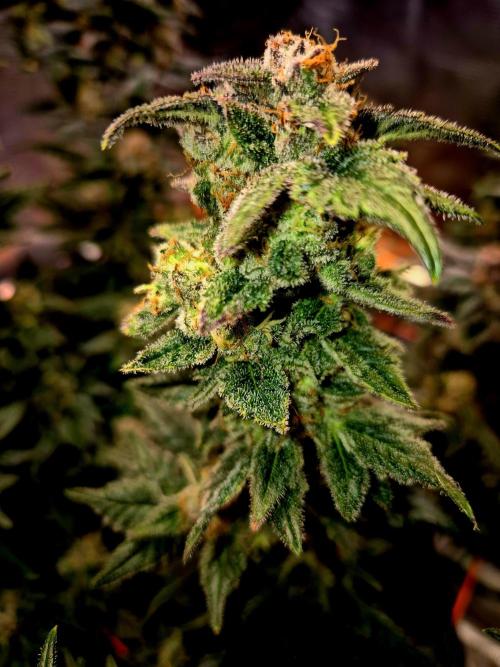 Rainbow Hitter. Week 15