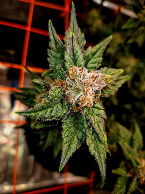 Rainbow Hitter. Week 15