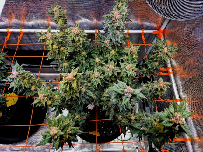 Rainbow Hitter. Week 15