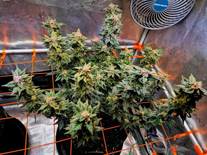 Rainbow Hitter. Week 15