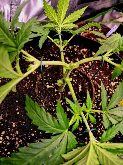 Wedding Cake (CCG) Sensible Seeds. Week 5