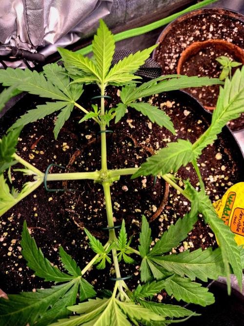 Wedding Cake (CCG) Sensible Seeds. Week 5