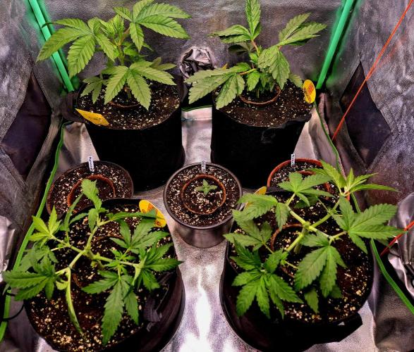 Wedding Cake. Week 5
