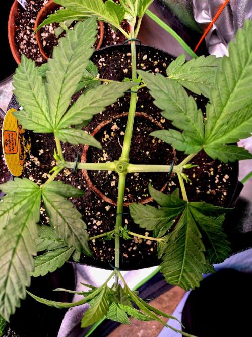 Purple overload (CCG) Sensible Seeds. Week 5