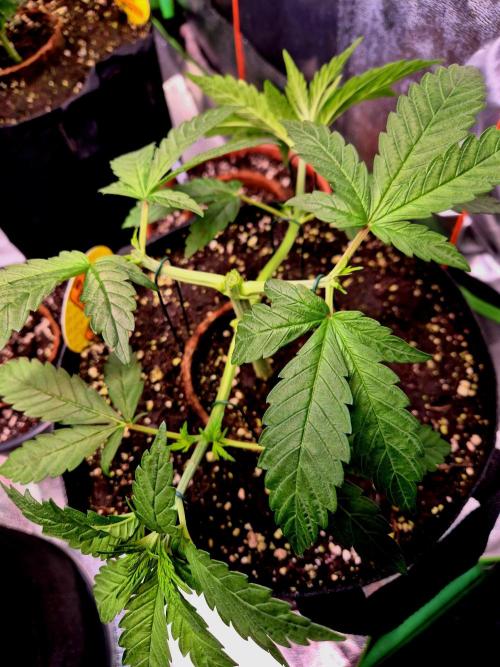 Purple overload (CCG) Sensible Seeds. Week 5