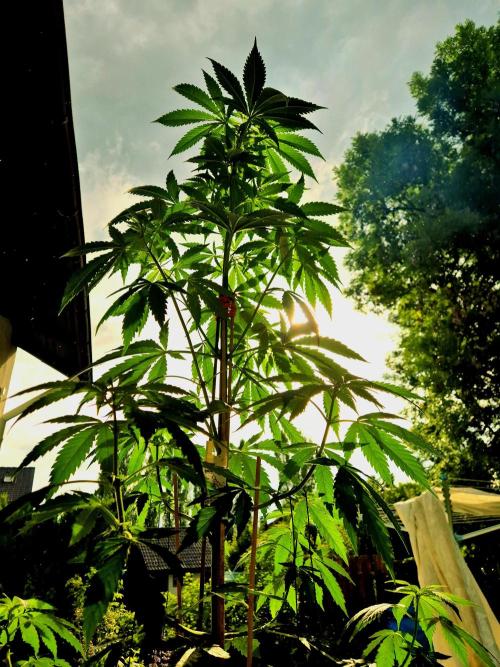 Garbage Lady (Big Mama). Week 11