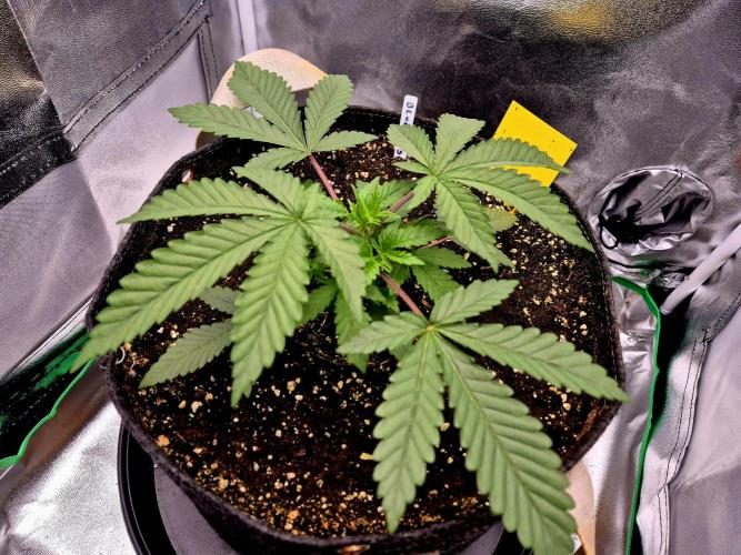 Blue Zushi Dutch Passion. Week 3