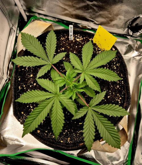 Blue Zushi. Week 3