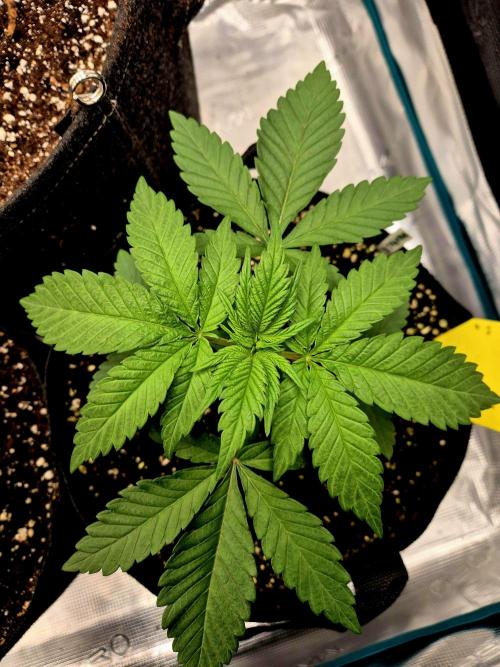 Mental Rainbow (CCG) Sweet Seeds. Week 3