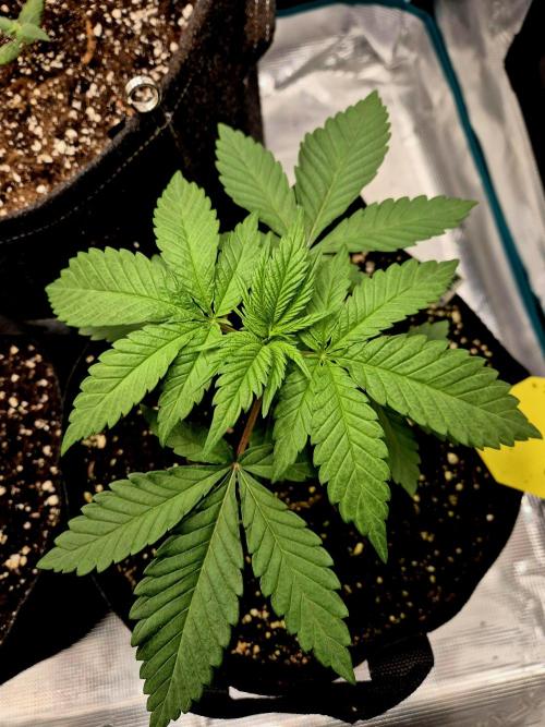 Mental Rainbow (CCG) Sweet Seeds. Week 3