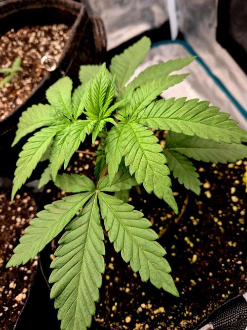 Mental Rainbow (CCG) Sweet Seeds. Week 3