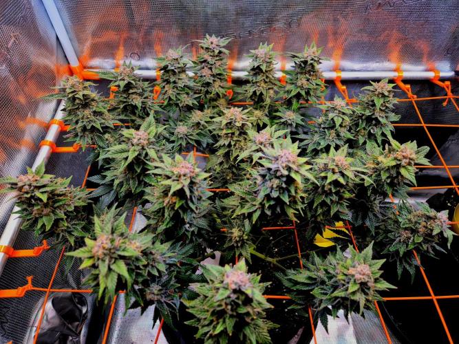 F026 - The Tropical Ice Cream One (USA). Week 15