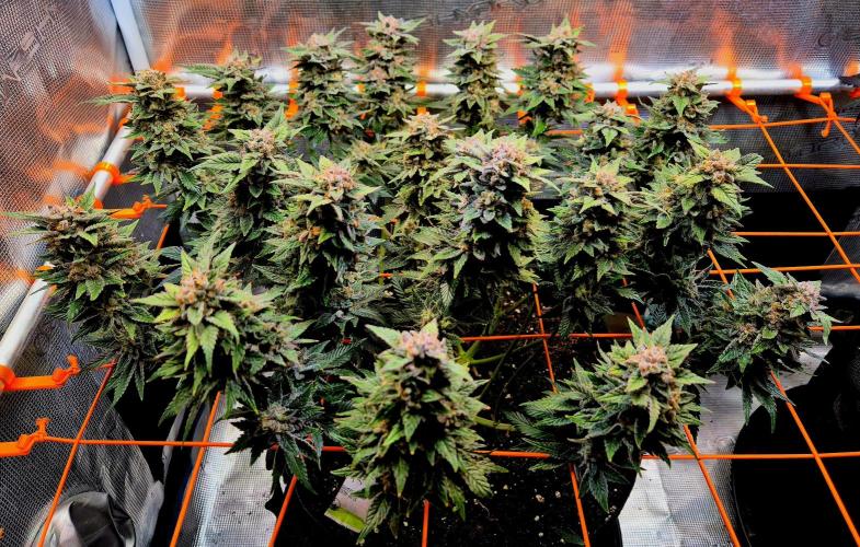 F026 - The Tropical Ice Cream One (USA). Week 15