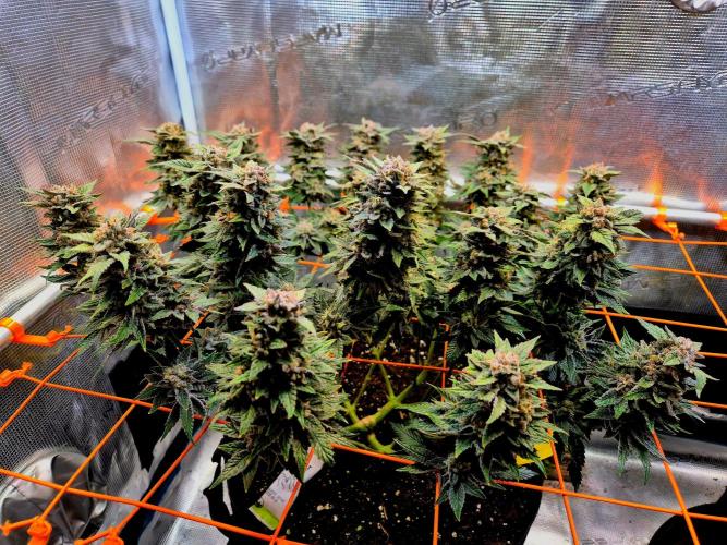 F026 - The Tropical Ice Cream One (USA). Week 15