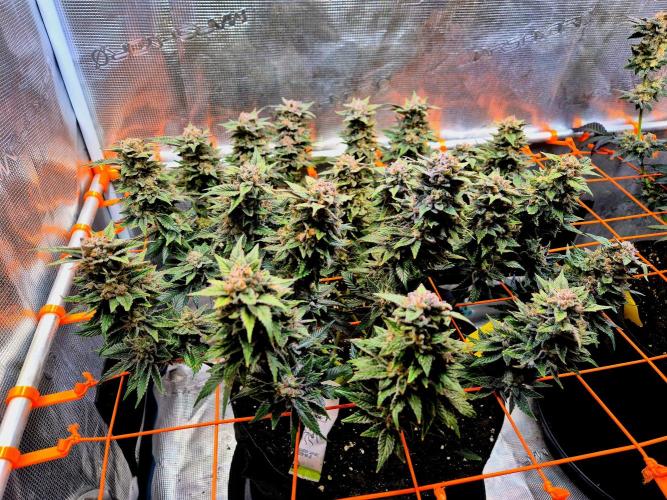 F026 - The Tropical Ice Cream One (USA). Week 15