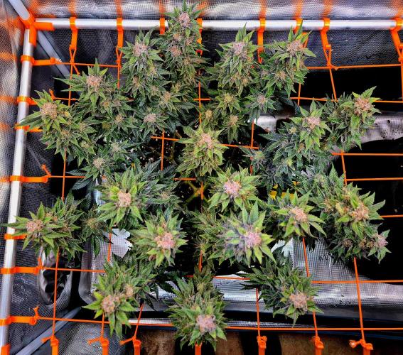 F026 - The Tropical Ice Cream One (USA). Week 15