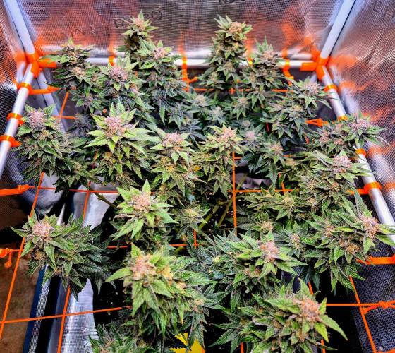 F026 - The Tropical Ice Cream One (USA). Week 15