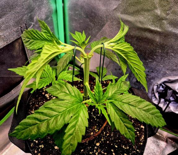 Pink Rozay Original Sensible Seeds. Week 5