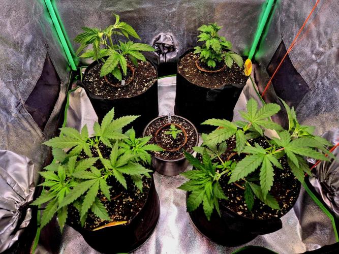 Pink Rozay Original Sensible Seeds. Week 5