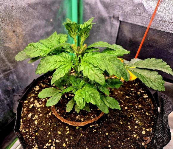 Papaya Stank (Elfi). Week 5