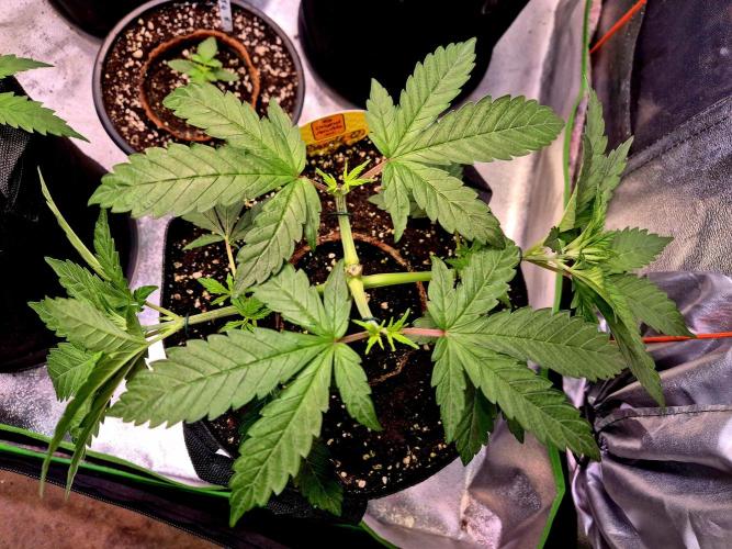 Purple overload (CCG) Sensible Seeds. Week 5