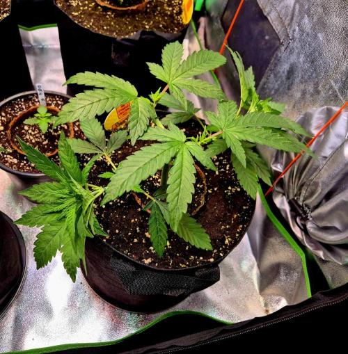 Purple overload (CCG) Sensible Seeds. Week 5