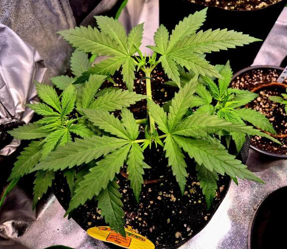 Wedding Cake (CCG) Sensible Seeds. Week 5