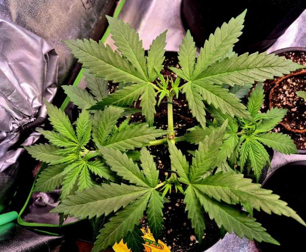 Wedding Cake (CCG) Sensible Seeds. Week 5