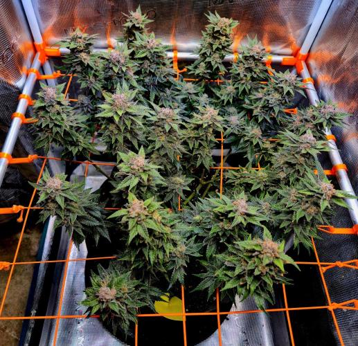 F026 - The Tropical Ice Cream One (USA). Week 16