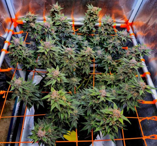 F026 - The Tropical Ice Cream One (USA). Week 16