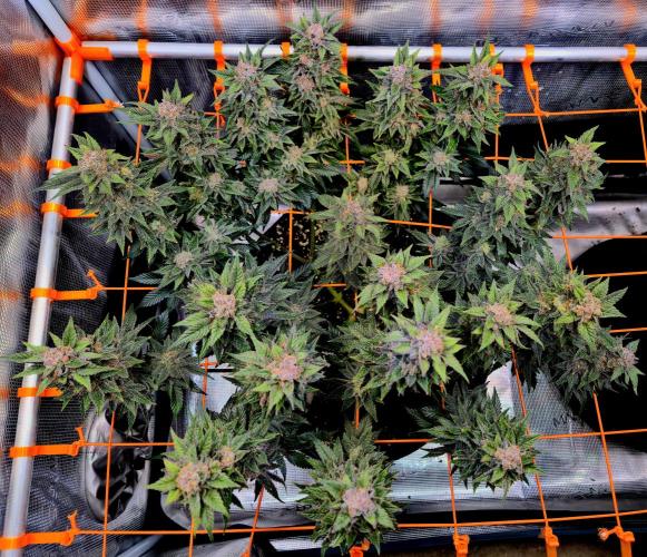 F026 - The Tropical Ice Cream One (USA). Week 16
