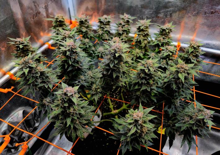 F026 - The Tropical Ice Cream One (USA). Week 16