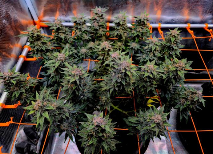 F026 - The Tropical Ice Cream One (USA). Week 16