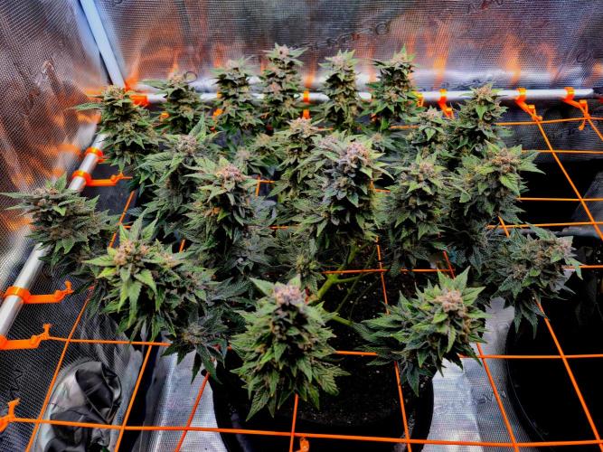 F026 - The Tropical Ice Cream One (USA). Week 16