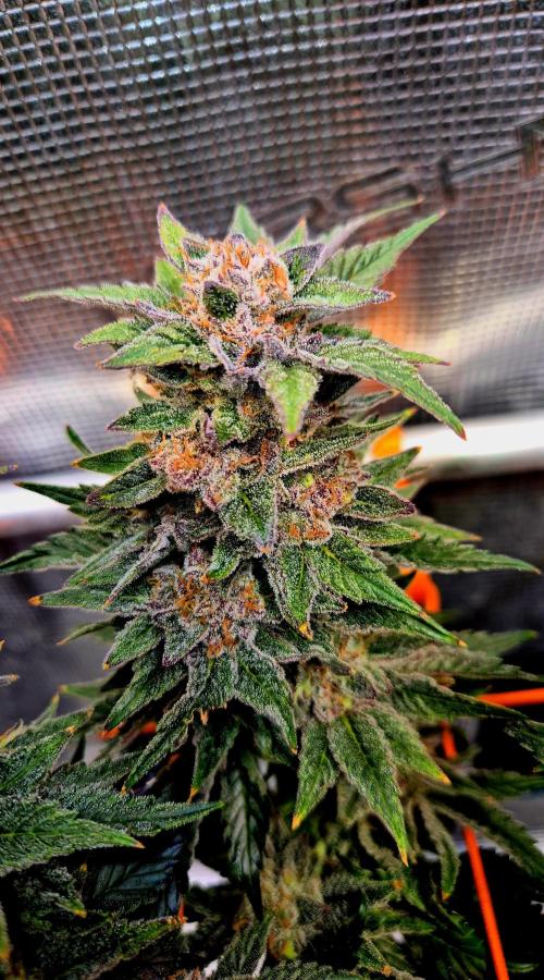 F026 - The Tropical Ice Cream One (USA). Week 16