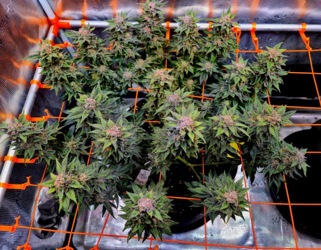 F026 - The Tropical Ice Cream One (USA). Week 16