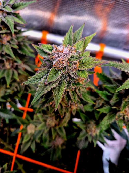 F026 - The Tropical Ice Cream One (USA). Week 16