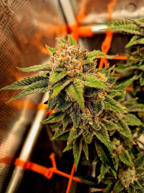 F026 - The Tropical Ice Cream One (USA). Week 16