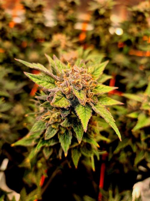 F026 - The Tropical Ice Cream One (USA). Week 16