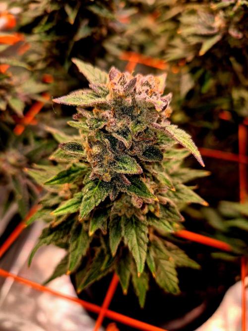 F026 - The Tropical Ice Cream One (USA). Week 16