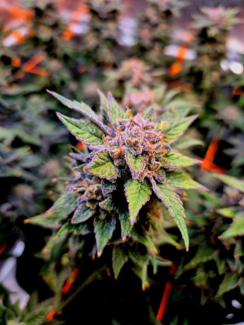 F026 - The Tropical Ice Cream One (USA). Week 16