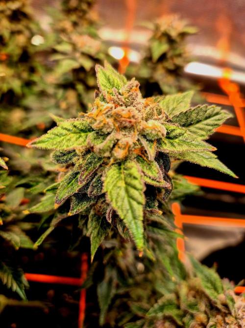 F026 - The Tropical Ice Cream One (USA). Week 16